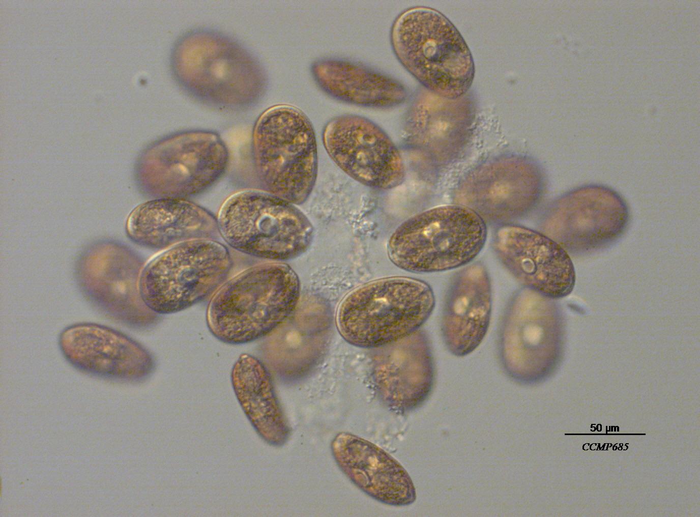 CCMP452 | NCMA at Bigelow Laboratory